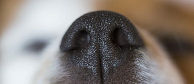 The Nose Knows – 5 Facts About Dog’s Sense of Smell