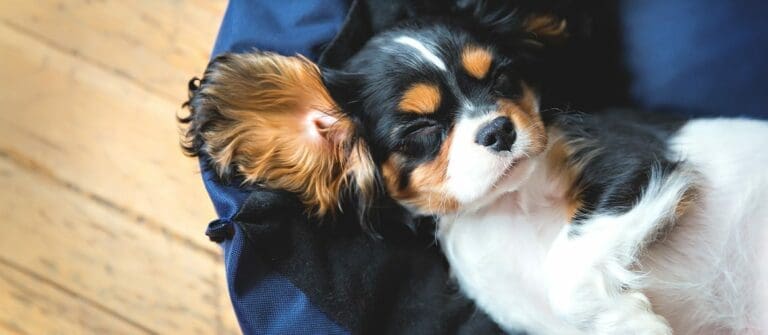 Let Sleeping Dogs Lie