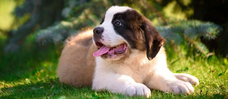 5 Reasons to Get St. Bernard Puppies