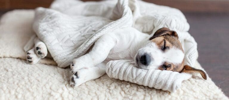 How to Make Sure Your Dog Is Comfortable In Your Home