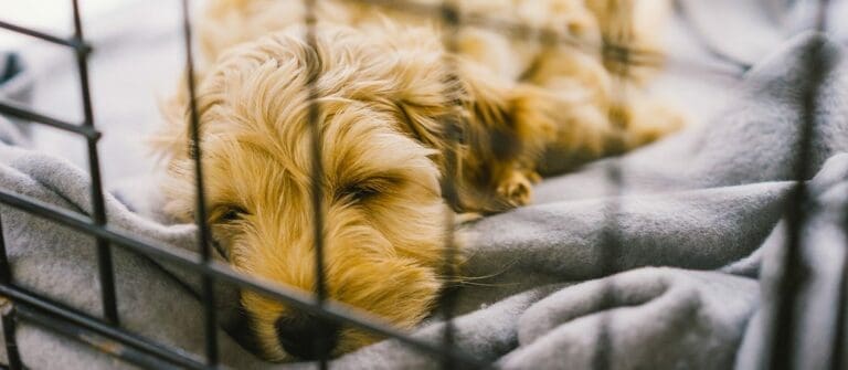 Three Training Myths and Tips