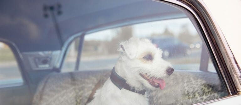 5 Common Mistakes Pet Owners Make