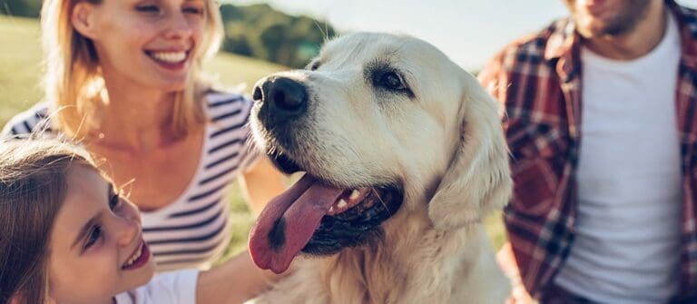 3 Reasons to love dogs