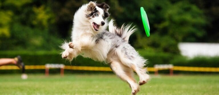 Fun activities for Dogs with lots of Energy