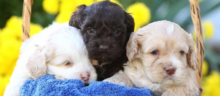 Tips on Raising Cockapoo Puppies
