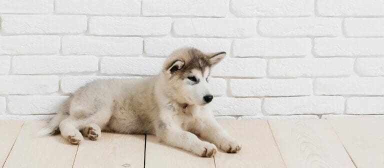 Hybrids and Designers and Purebreds…Oh My!