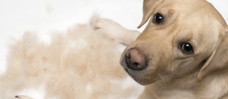 Why Do Dogs Shed, Anyway?