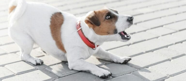 Why some dogs bark and others don’t