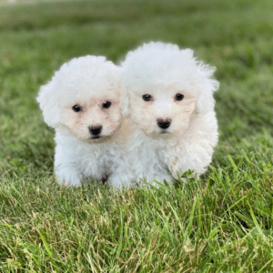 Georgia Dog Club | Puppies For Sale | Dog Breeder