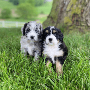 Georgia Dog Club Puppies For Sale Dog Breeder