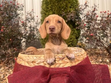 Dogs & Puppies For Sale - Georgia Dog Club