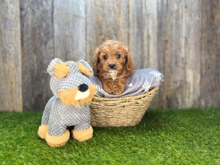 Cavapoo Storage Basket Cavapoo Storage Basket