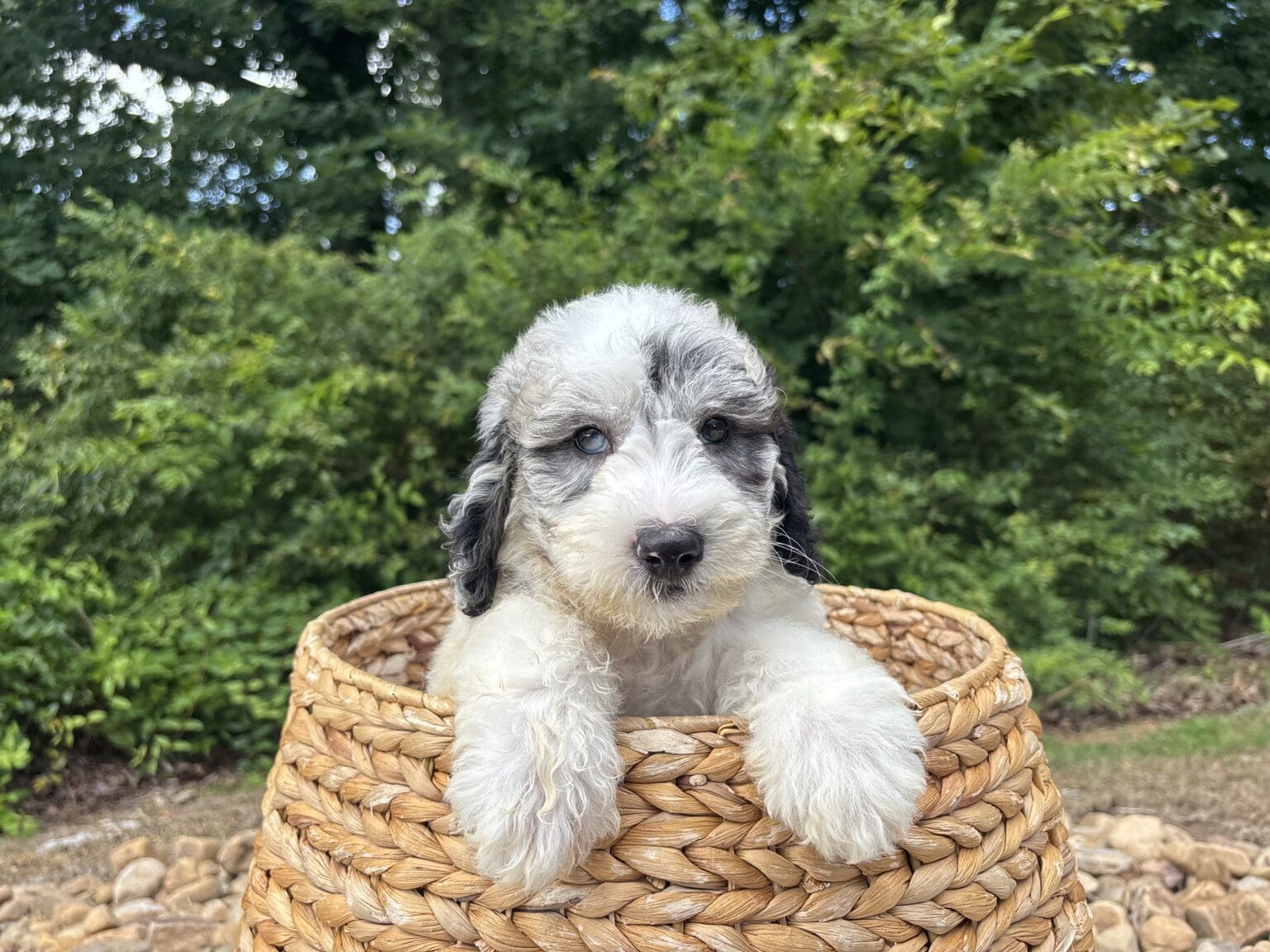 I am just a tiny baby and would love to join your family soon! Of course, you can’t see how cute and curly I will be when I get older, so the Dog Club will send updated photos when I am about 6 to 7 weeks old, if you choose to adopt me. Infant puppy deposits are refundable or transferrable.