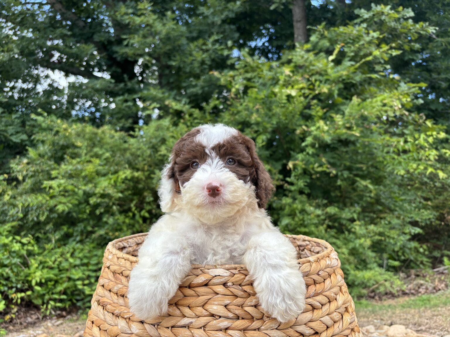I am just a tiny baby and would love to join your family soon! Of course, you can’t see how cute and curly I will be when I get older, so the Dog Club will send updated photos when I am about 6 to 7 weeks old, if you choose to adopt me. Infant puppy deposits are refundable or transferrable.