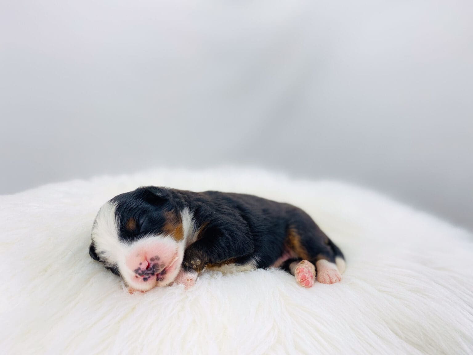 I am just a tiny baby and would love to join your family soon! Of course, you can’t see how cute and curly I will be when I get older, so the Dog Club will send updated photos when I am about 6 to 7 weeks old, if you choose to adopt me. Infant puppy deposits are refundable or transferrable.