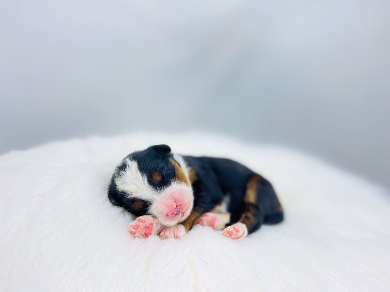 I am just a tiny baby and would love to join your family soon! Of course, you can’t see how cute and curly I will be when I get older, so the Dog Club will send updated photos when I am about 6 to 7 weeks old, if you choose to adopt me. Infant puppy deposits are refundable or transferrable.