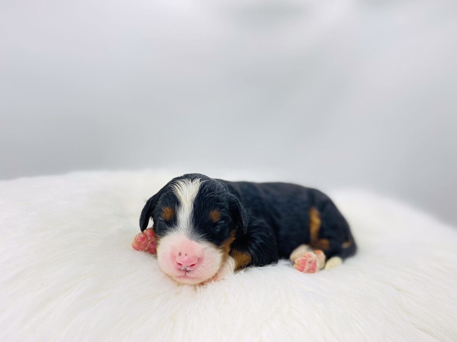 I am just a tiny baby and would love to join your family soon! Of course, you can’t see how cute and curly I will be when I get older, so the Dog Club will send updated photos when I am about 6 to 7 weeks old, if you choose to adopt me. Infant puppy deposits are refundable or transferrable.