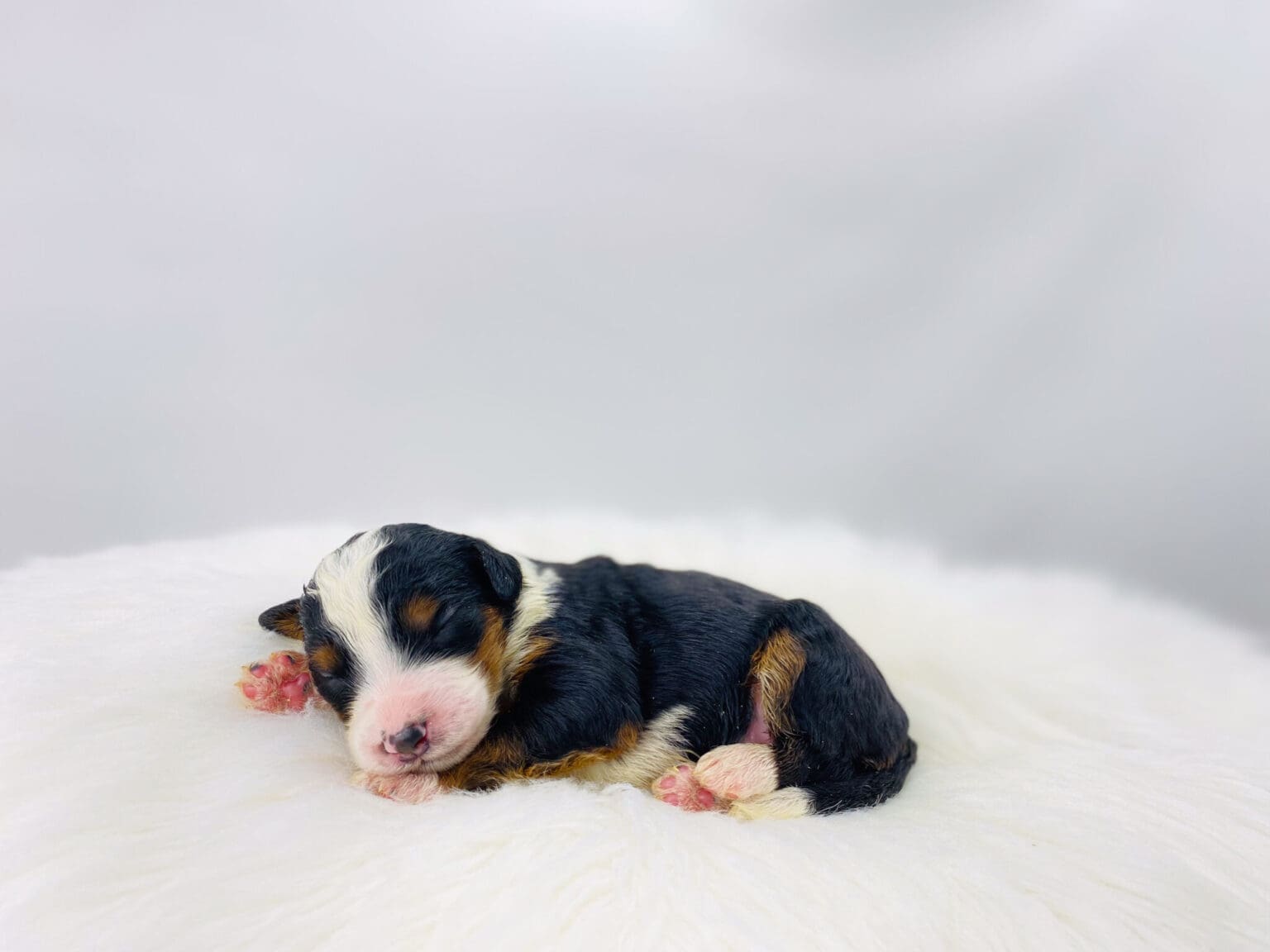 I am just a tiny baby and would love to join your family soon! Of course, you can’t see how cute and curly I will be when I get older, so the Dog Club will send updated photos when I am about 6 to 7 weeks old, if you choose to adopt me. Infant puppy deposits are refundable or transferrable.