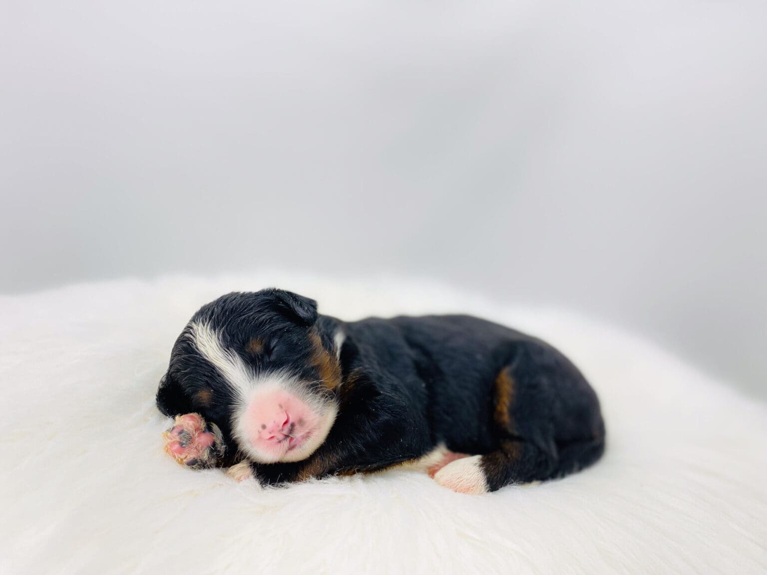 I am just a tiny baby and would love to join your family soon! Of course, you can’t see how cute and curly I will be when I get older, so the Dog Club will send updated photos when I am about 6 to 7 weeks old, if you choose to adopt me. Infant puppy deposits are refundable or transferrable.