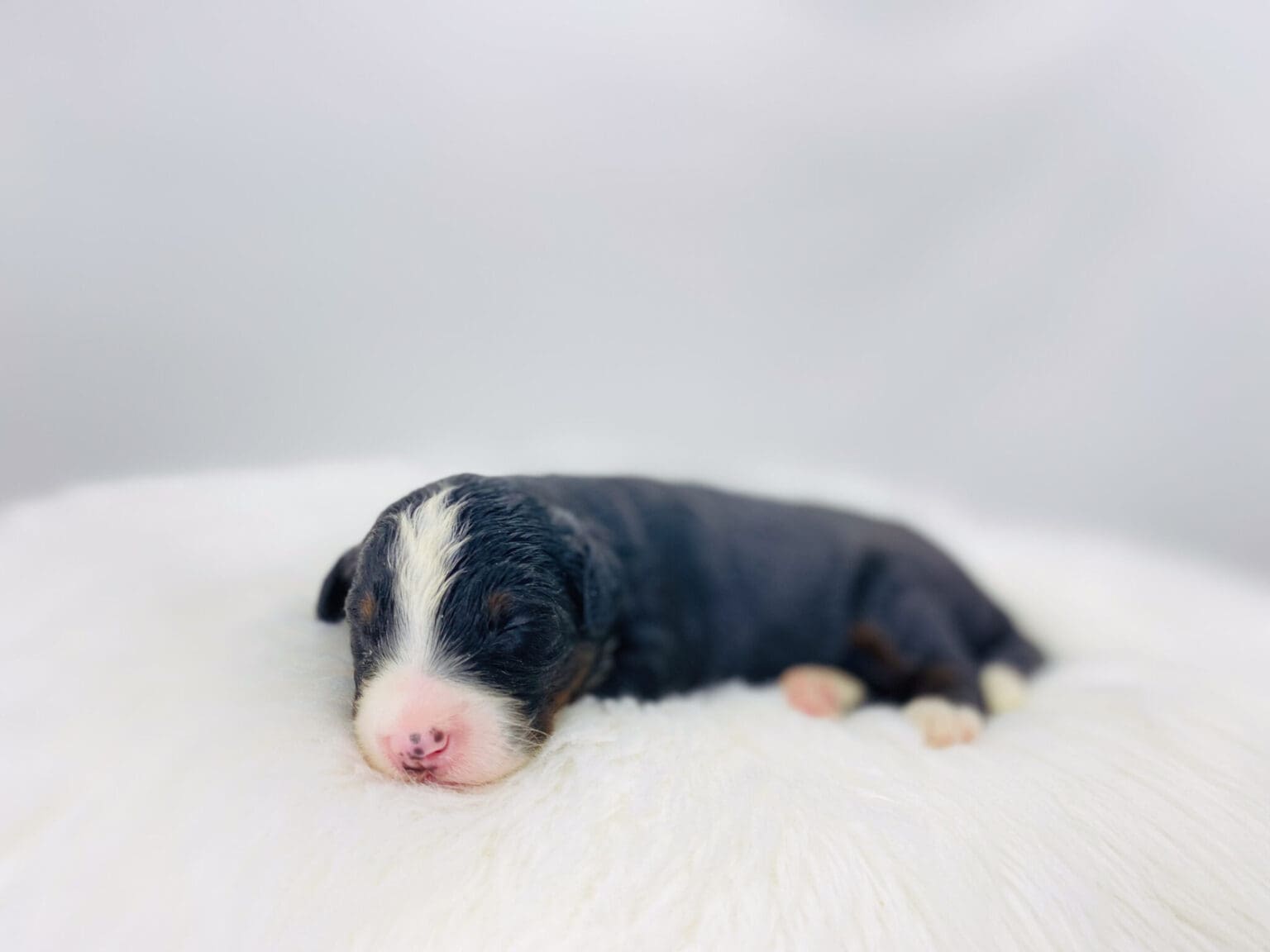 I am just a tiny baby and would love to join your family soon! Of course, you can’t see how cute and curly I will be when I get older, so the Dog Club will send updated photos when I am about 6 to 7 weeks old, if you choose to adopt me. Infant puppy deposits are refundable or transferrable.