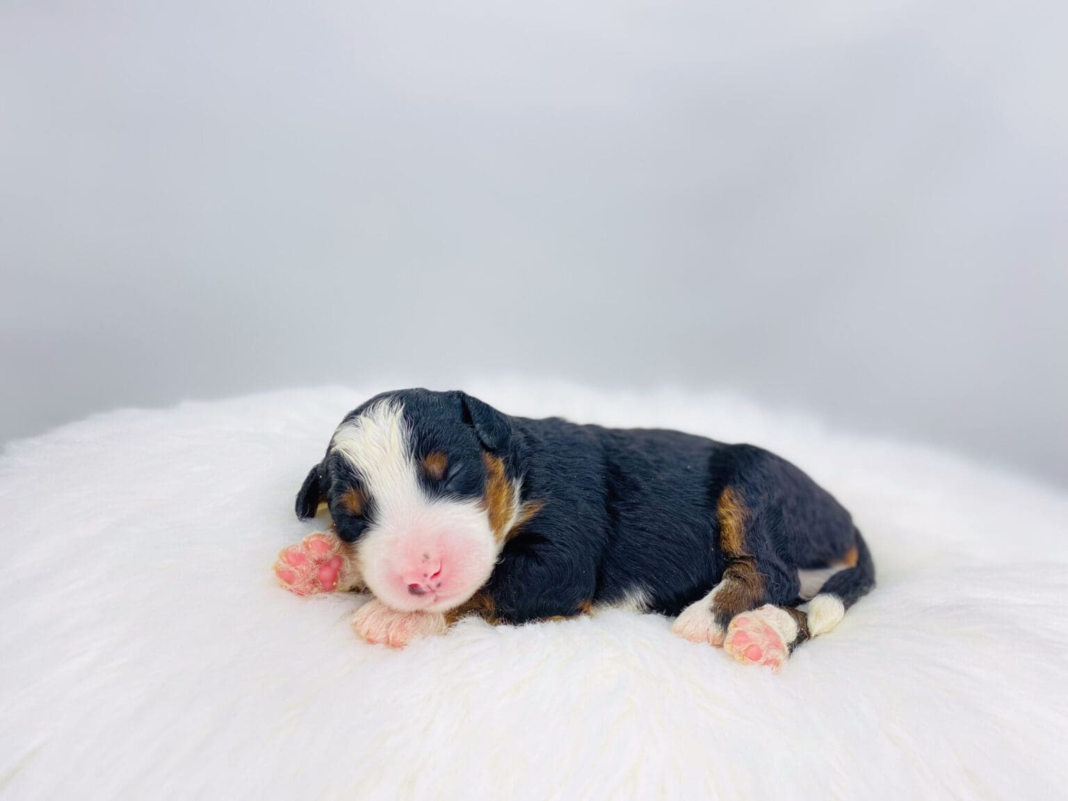 I am just a tiny baby and would love to join your family soon! Of course, you can’t see how cute and curly I will be when I get older, so the Dog Club will send updated photos when I am about 6 to 7 weeks old, if you choose to adopt me. Infant puppy deposits are refundable or transferrable.