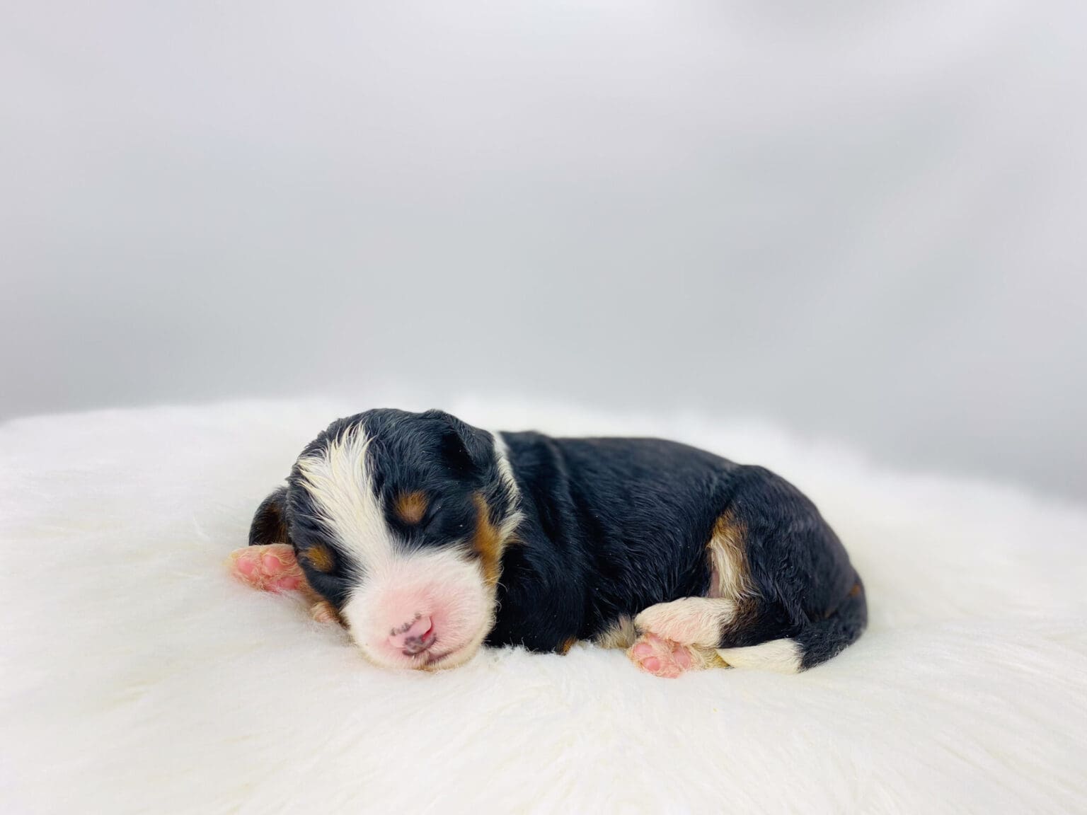 I am just a tiny baby and would love to join your family soon! Of course, you can’t see how cute and curly I will be when I get older, so the Dog Club will send updated photos when I am about 6 to 7 weeks old, if you choose to adopt me. Infant puppy deposits are refundable or transferrable.