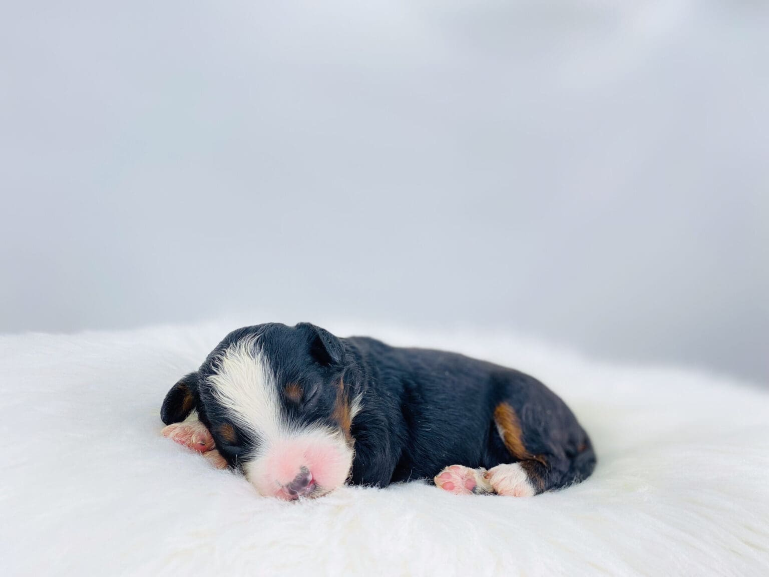 I am just a tiny baby and would love to join your family soon! Of course, you can’t see how cute and curly I will be when I get older, so the Dog Club will send updated photos when I am about 6 to 7 weeks old, if you choose to adopt me. Infant puppy deposits are refundable or transferrable.