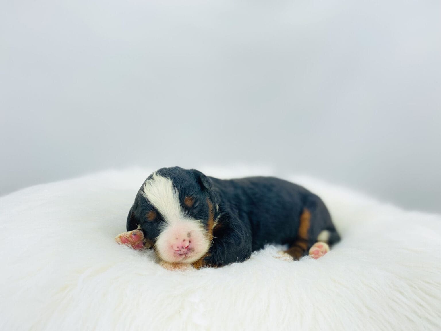 I am just a tiny baby and would love to join your family soon! Of course, you can’t see how cute and curly I will be when I get older, so the Dog Club will send updated photos when I am about 6 to 7 weeks old, if you choose to adopt me. Infant puppy deposits are refundable or transferrable.