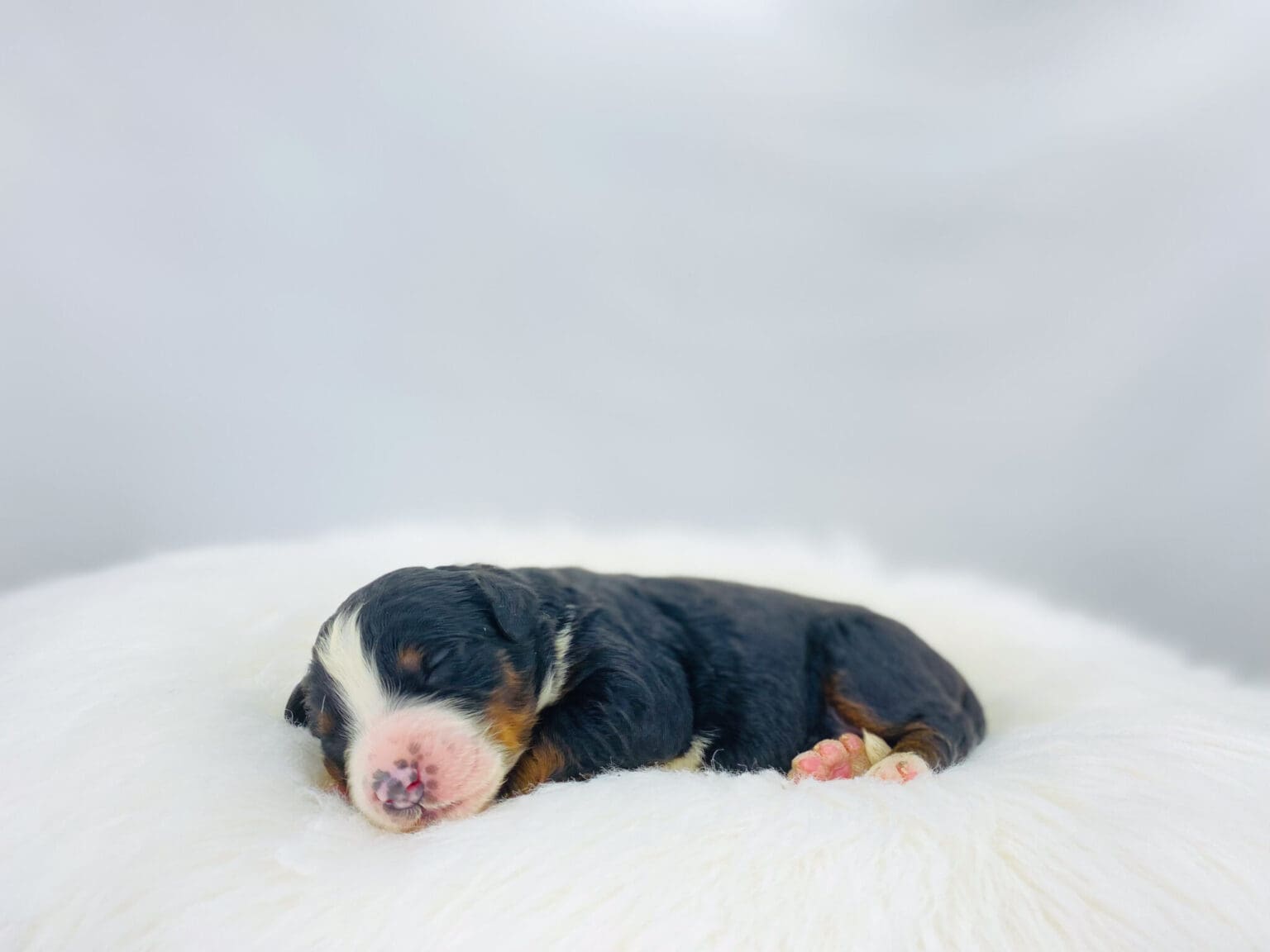 I am just a tiny baby and would love to join your family soon! Of course, you can’t see how cute and curly I will be when I get older, so the Dog Club will send updated photos when I am about 6 to 7 weeks old, if you choose to adopt me. Infant puppy deposits are refundable or transferrable.