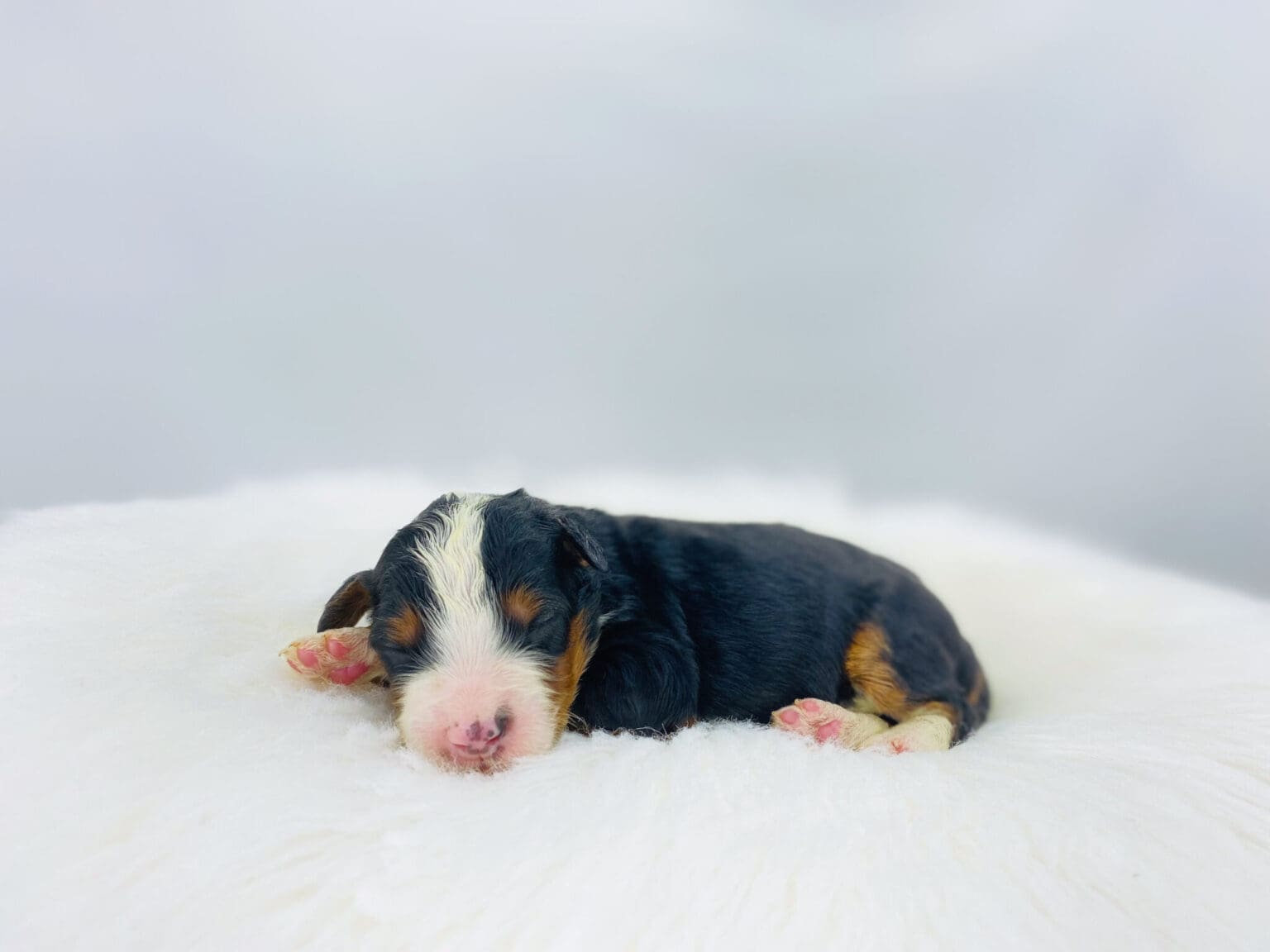 I am just a tiny baby and would love to join your family soon! Of course, you can’t see how cute and curly I will be when I get older, so the Dog Club will send updated photos when I am about 6 to 7 weeks old, if you choose to adopt me. Infant puppy deposits are refundable or transferrable.