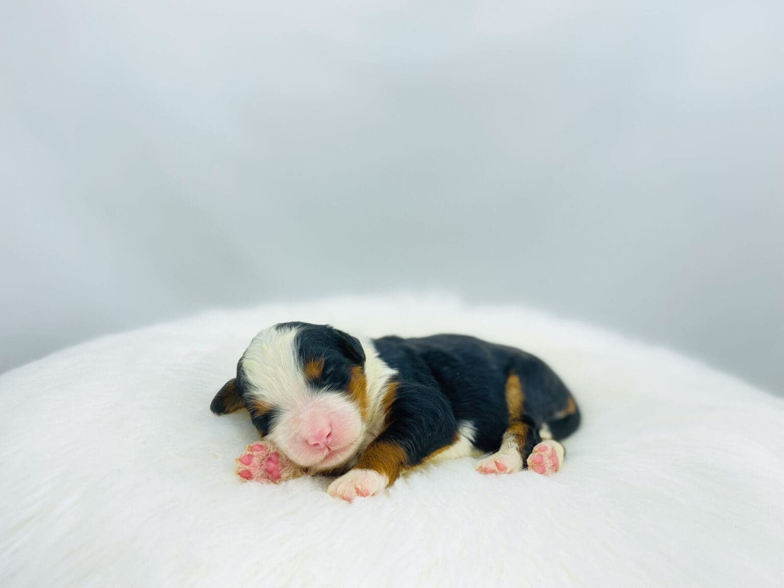 I am just a tiny baby and would love to join your family soon! Of course, you can’t see how cute and curly I will be when I get older, so the Dog Club will send updated photos when I am about 6 to 7 weeks old, if you choose to adopt me. Infant puppy deposits are refundable or transferrable.