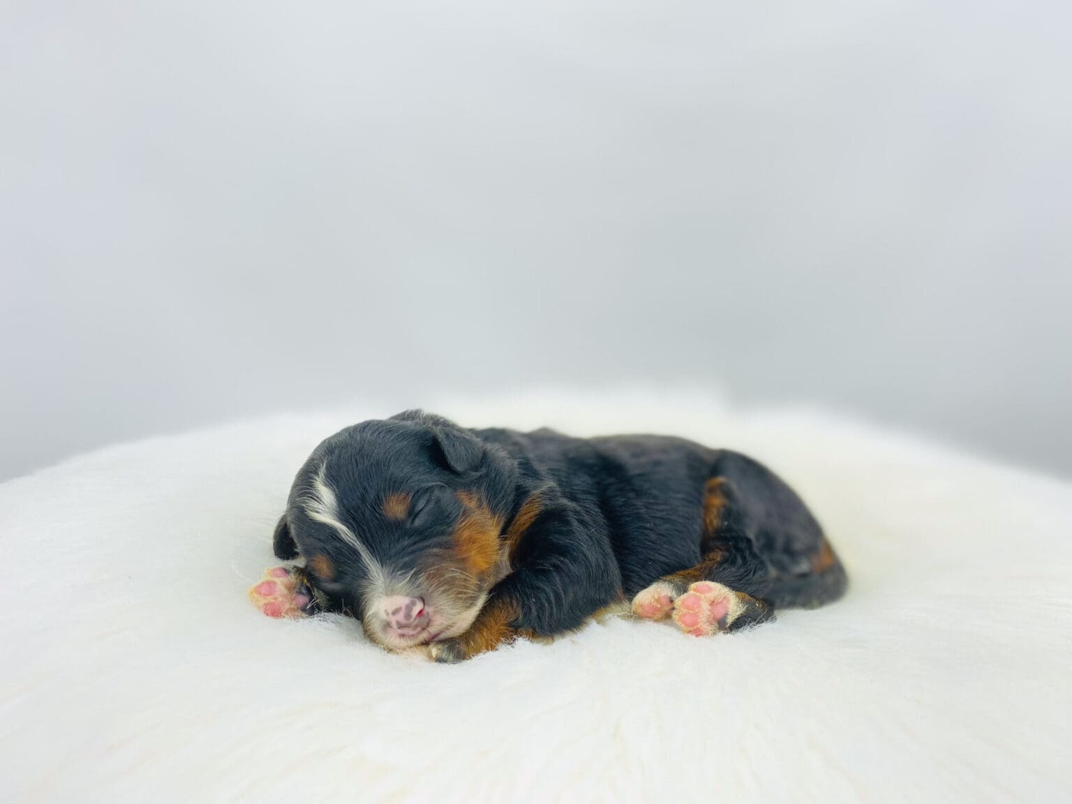 I am just a tiny baby and would love to join your family soon! Of course, you can’t see how cute and curly I will be when I get older, so the Dog Club will send updated photos when I am about 6 to 7 weeks old, if you choose to adopt me. Infant puppy deposits are refundable or transferrable.