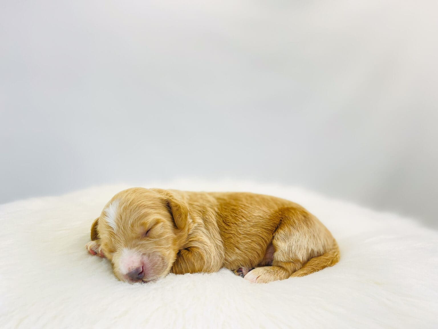 I am just a tiny baby and would love to join your family soon! Of course, you can’t see how cute and curly I will be when I get older, so the Dog Club will send updated photos when I am about 6 to 7 weeks old, if you choose to adopt me. Infant puppy deposits are refundable or transferrable.