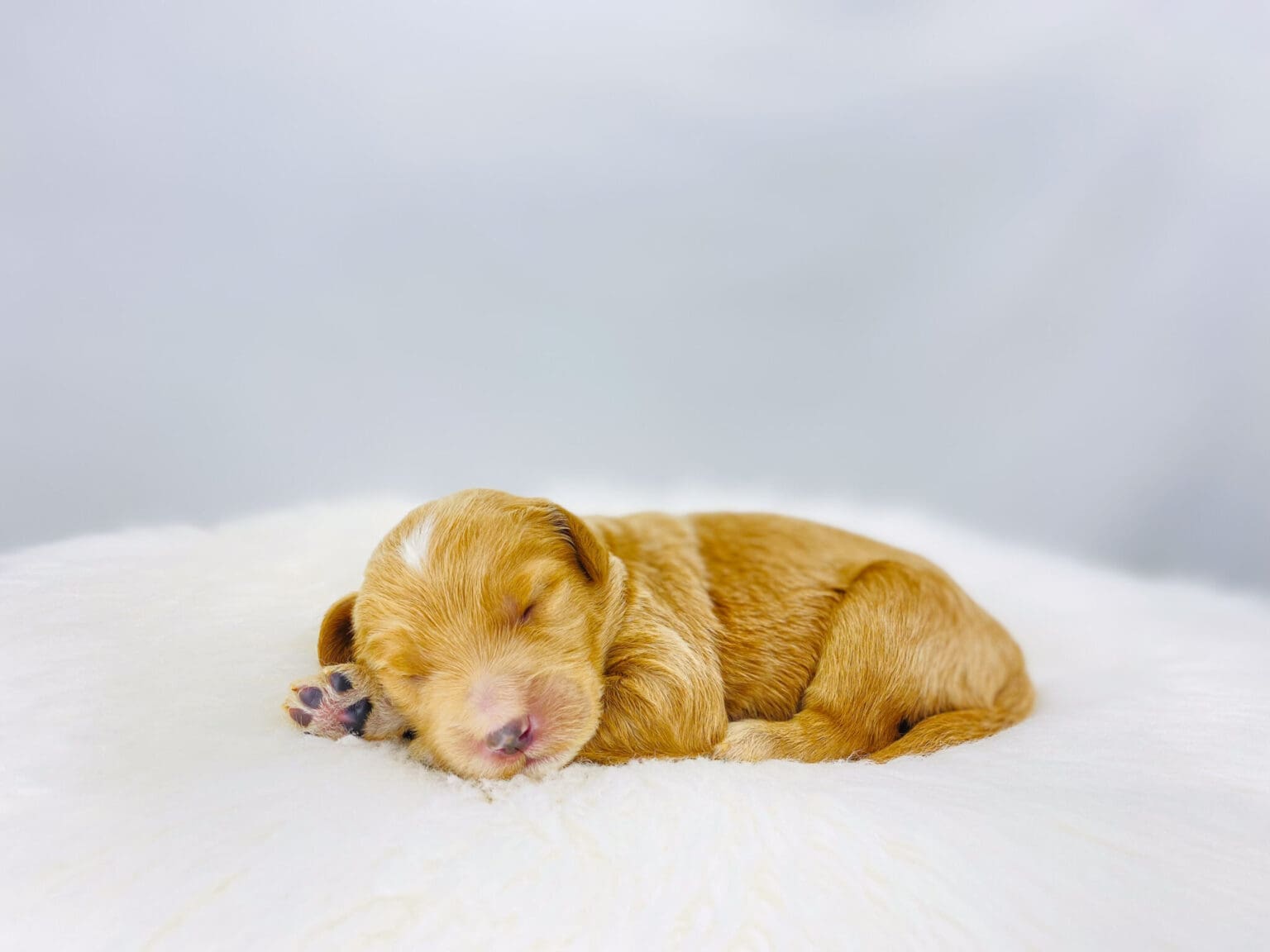 I am just a tiny baby and would love to join your family soon! Of course, you can’t see how cute and curly I will be when I get older, so the Dog Club will send updated photos when I am about 6 to 7 weeks old, if you choose to adopt me. Infant puppy deposits are refundable or transferrable.