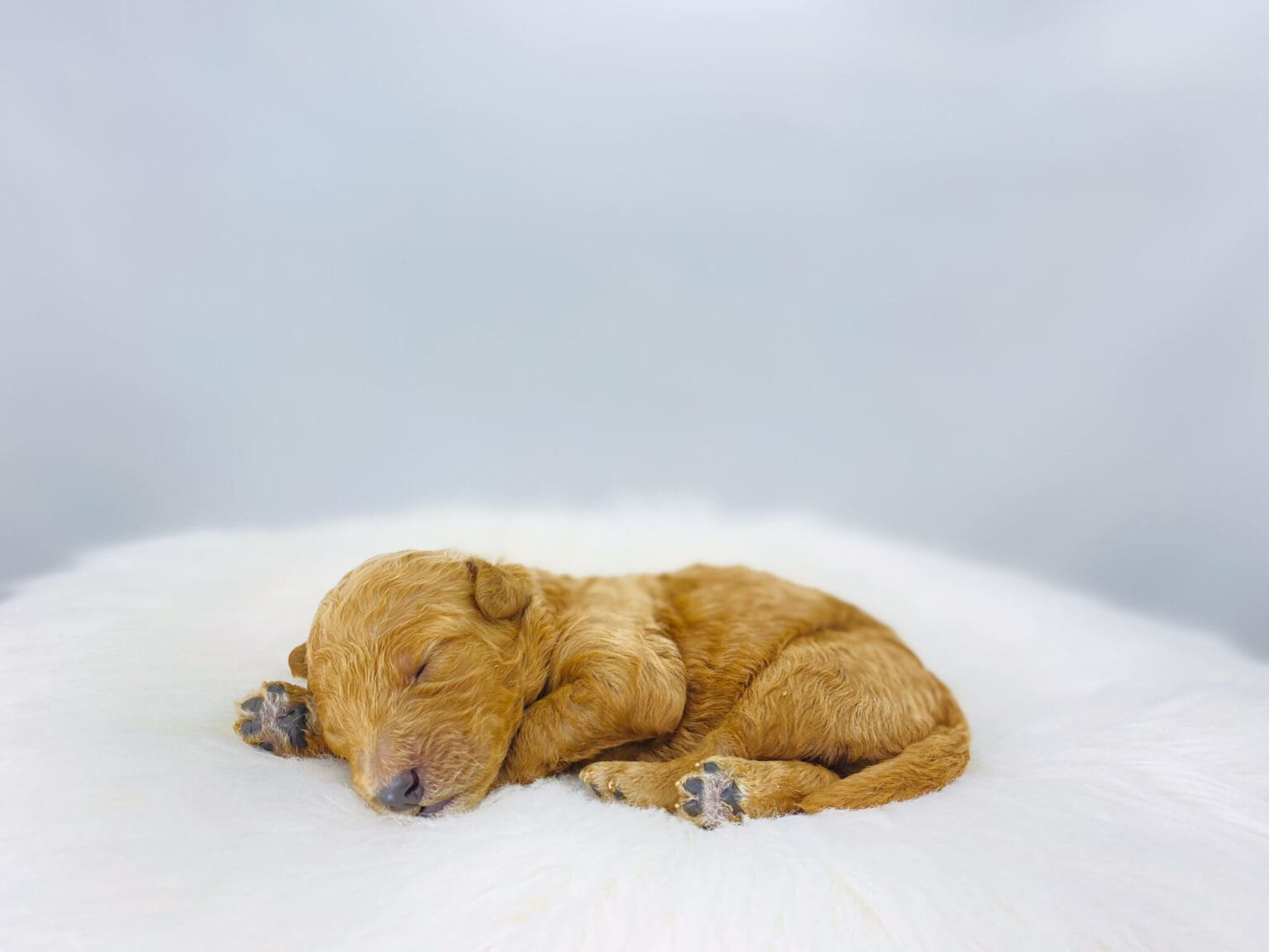 I am just a tiny baby and would love to join your family soon! Of course, you can’t see how cute and curly I will be when I get older, so the Dog Club will send updated photos when I am about 6 to 7 weeks old, if you choose to adopt me. Infant puppy deposits are refundable or transferrable.