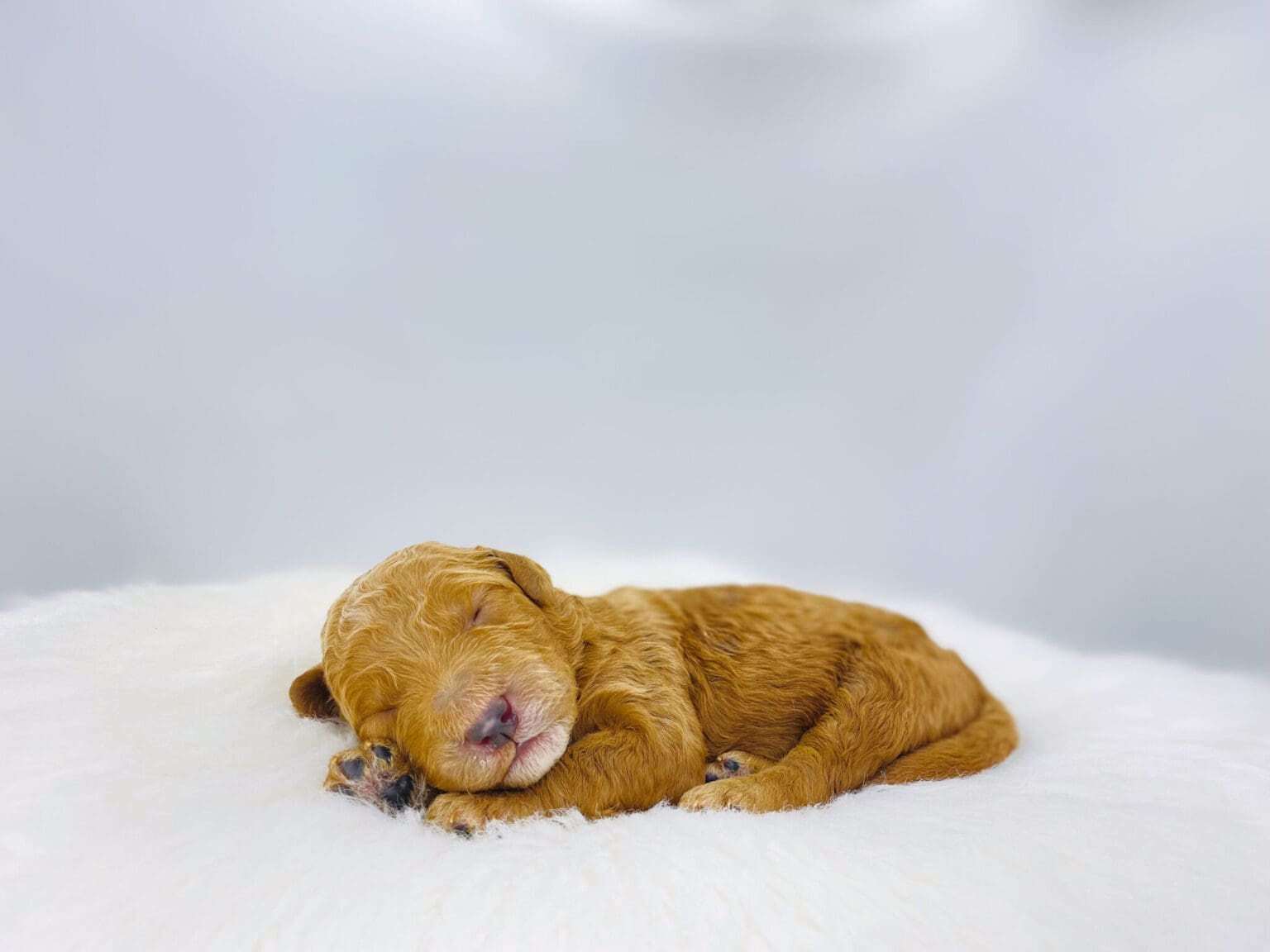 I am just a tiny baby and would love to join your family soon! Of course, you can’t see how cute and curly I will be when I get older, so the Dog Club will send updated photos when I am about 6 to 7 weeks old, if you choose to adopt me. Infant puppy deposits are refundable or transferrable.