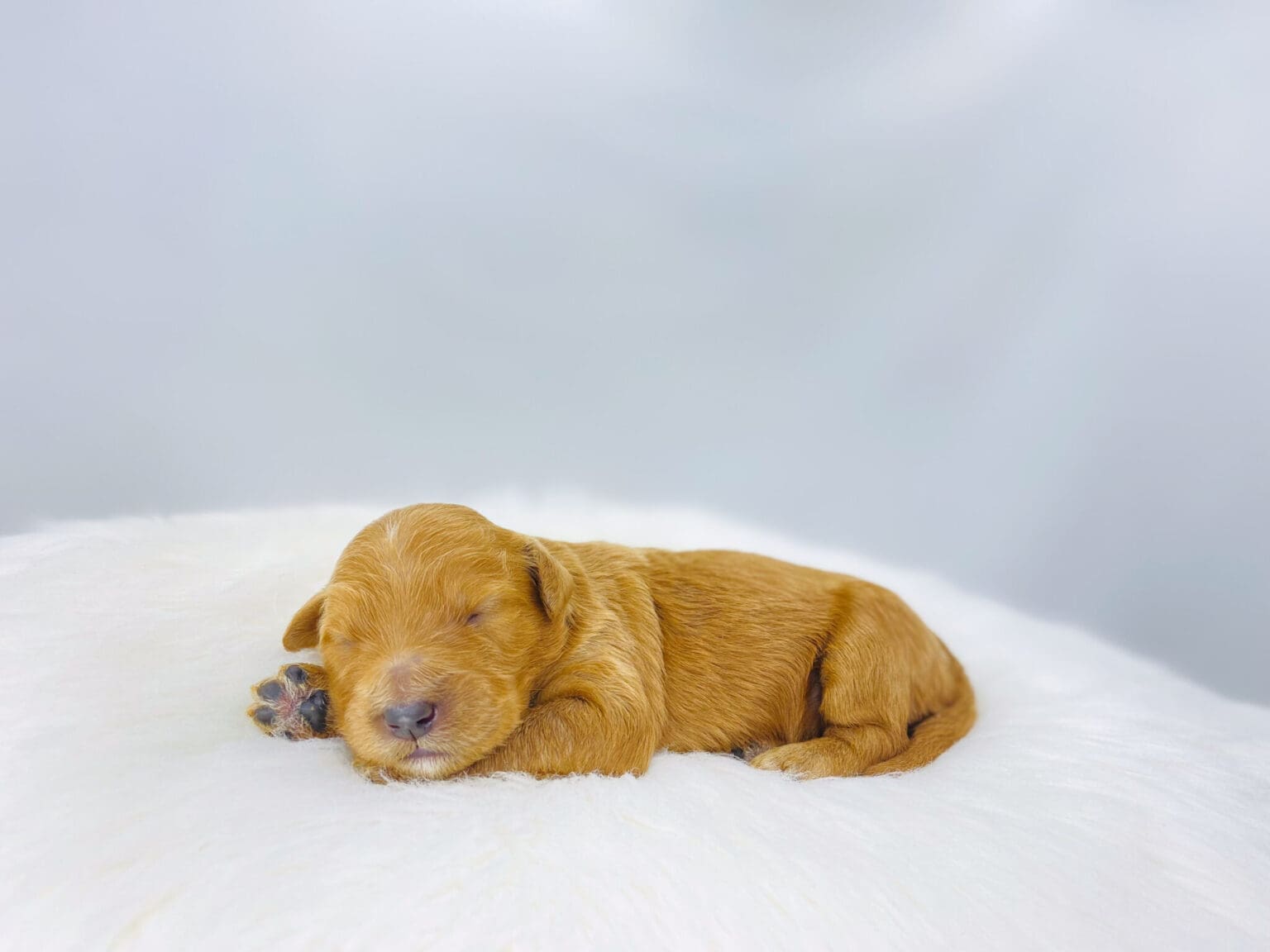 I am just a tiny baby and would love to join your family soon! Of course, you can’t see how cute and curly I will be when I get older, so the Dog Club will send updated photos when I am about 6 to 7 weeks old, if you choose to adopt me. Infant puppy deposits are refundable or transferrable.