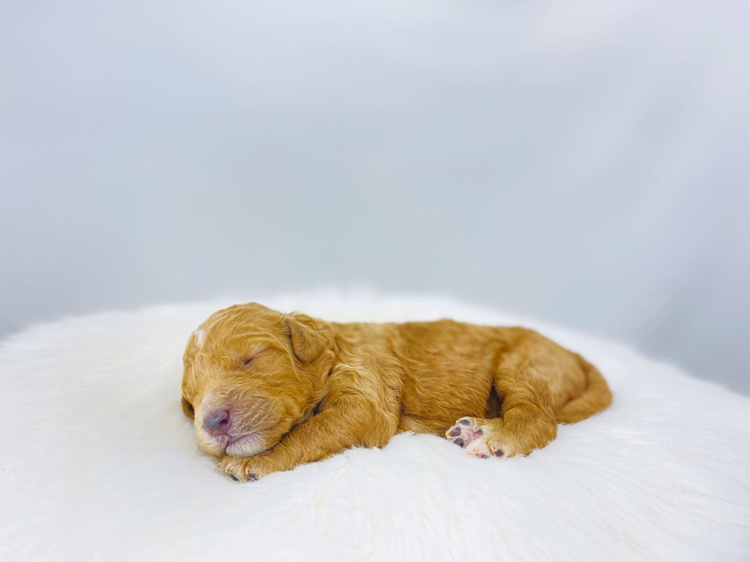 I am just a tiny baby and would love to join your family soon! Of course, you can’t see how cute and curly I will be when I get older, so the Dog Club will send updated photos when I am about 6 to 7 weeks old, if you choose to adopt me. Infant puppy deposits are refundable or transferrable.