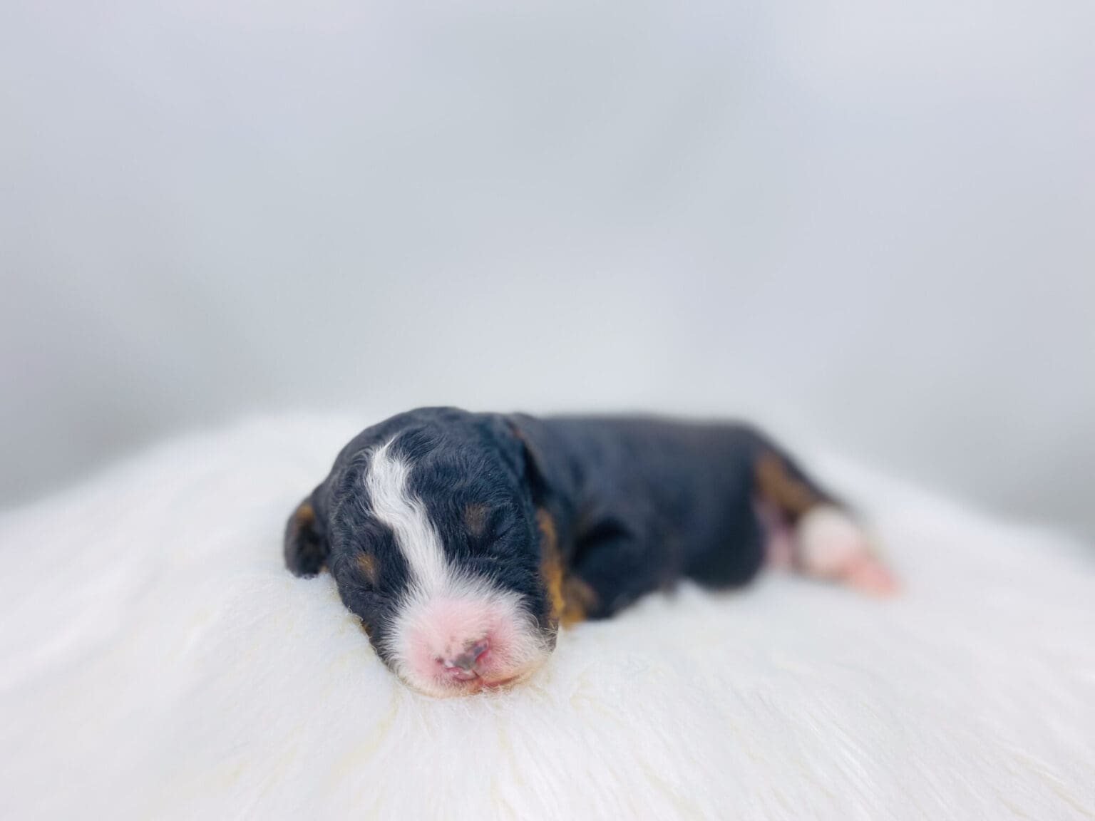 I am just a tiny baby and would love to join your family soon! Of course, you can’t see how cute and curly I will be when I get older, so the Dog Club will send updated photos when I am about 6 to 7 weeks old, if you choose to adopt me. Infant puppy deposits are refundable or transferrable.