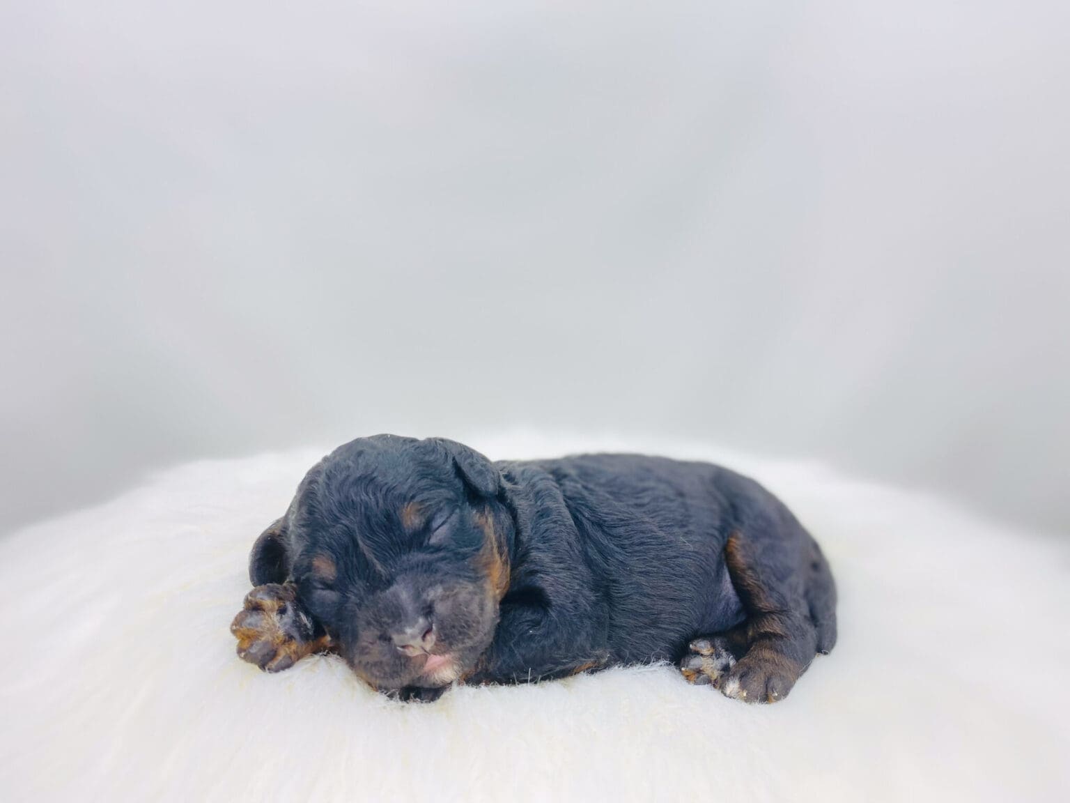 I am just a tiny baby and would love to join your family soon! Of course, you can’t see how cute and curly I will be when I get older, so the Dog Club will send updated photos when I am about 6 to 7 weeks old, if you choose to adopt me. Infant puppy deposits are refundable or transferrable.