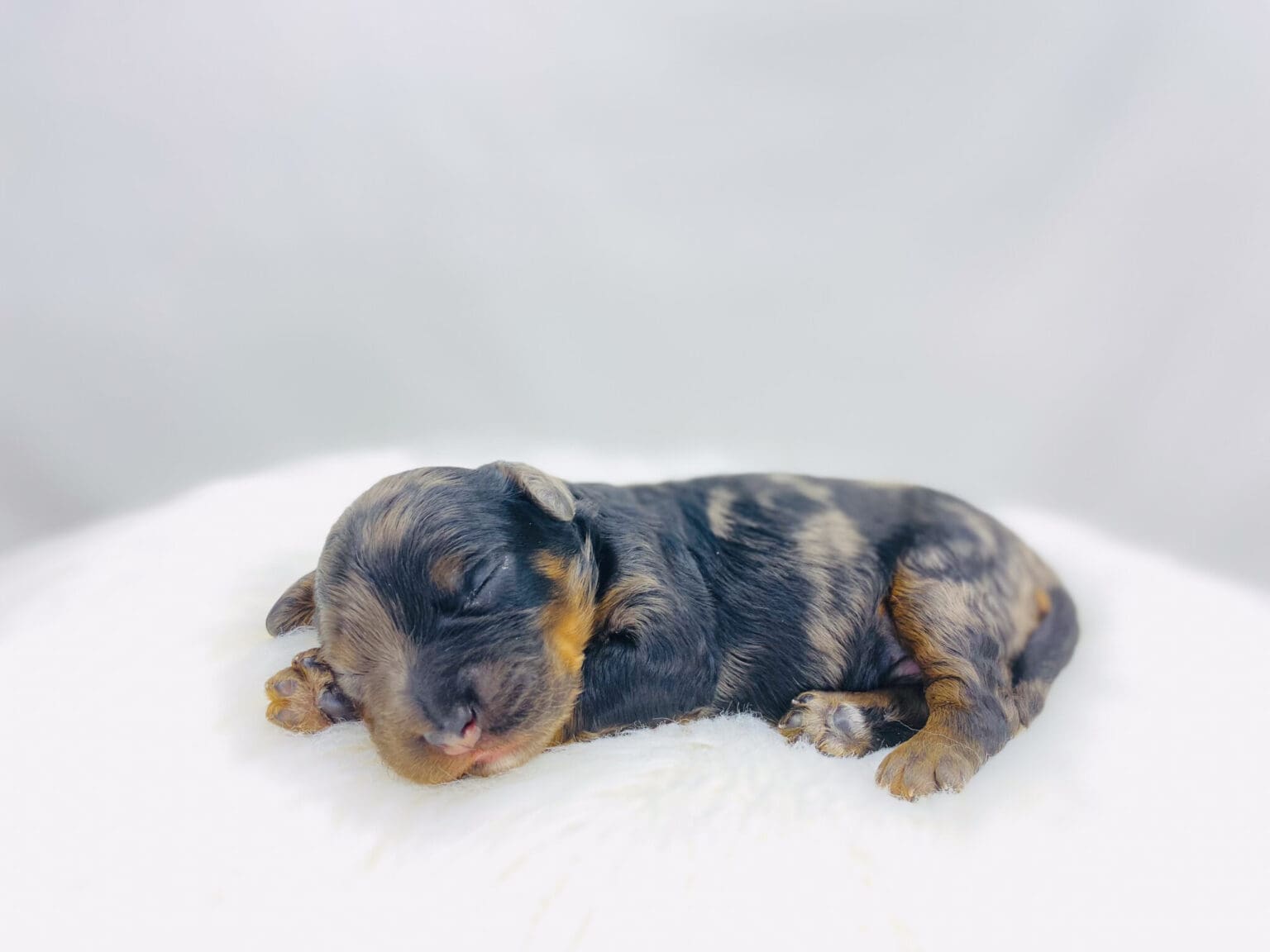 I am just a tiny baby and would love to join your family soon! Of course, you can’t see how cute and curly I will be when I get older, so the Dog Club will send updated photos when I am about 6 to 7 weeks old, if you choose to adopt me. Infant puppy deposits are refundable or transferrable.