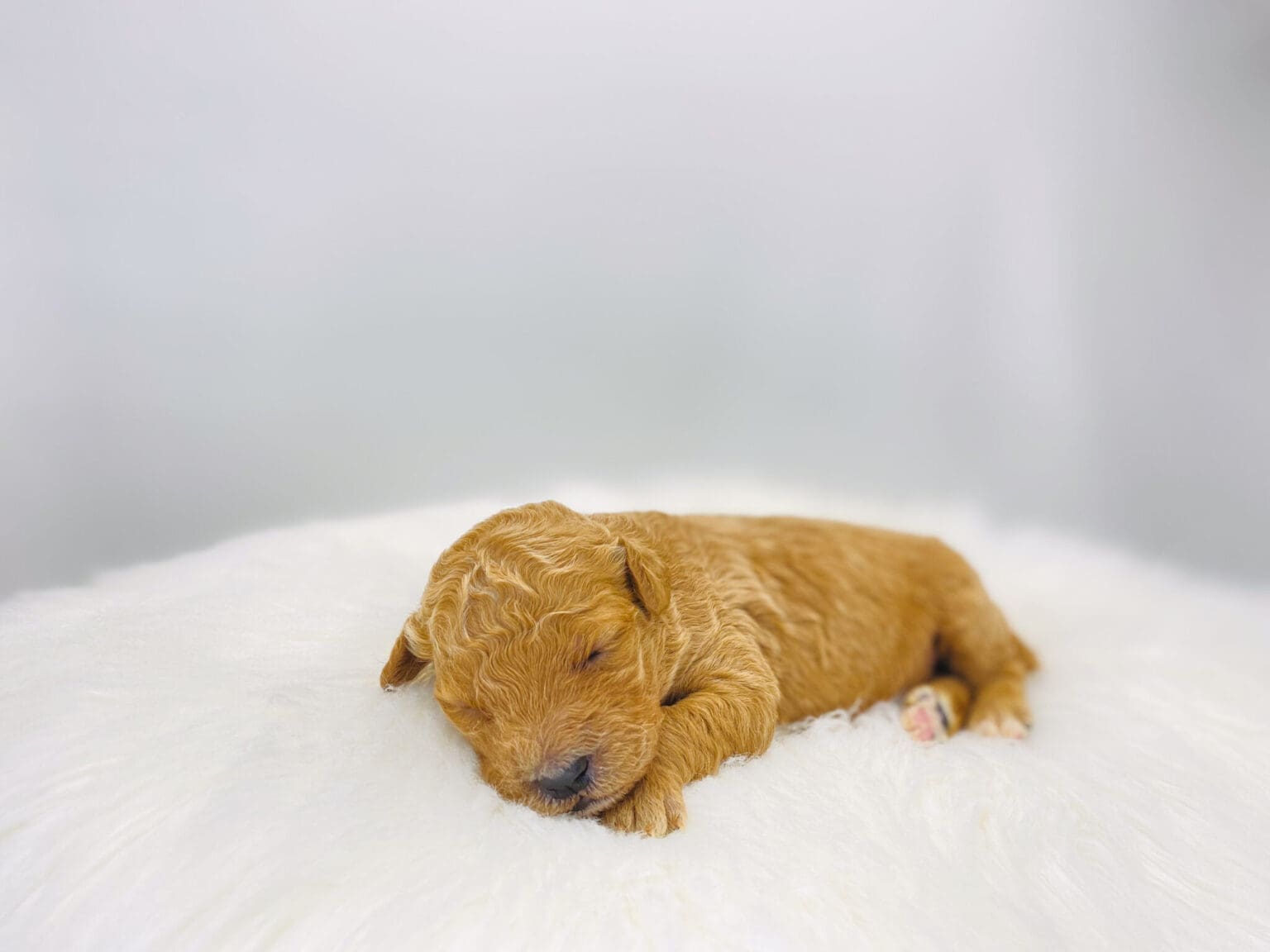 I am just a tiny baby and would love to join your family soon! Of course, you can’t see how cute and curly I will be when I get older, so the Dog Club will send updated photos when I am about 6 to 7 weeks old, if you choose to adopt me. Infant puppy deposits are refundable or transferrable.