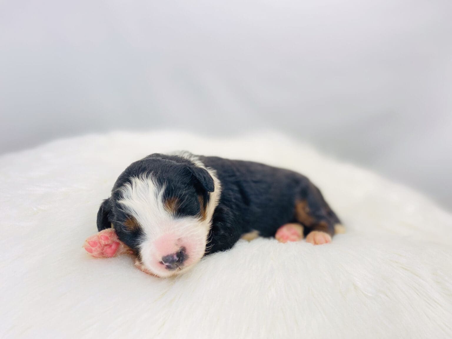 I am just a tiny baby and would love to join your family soon! Of course, you can’t see how cute and curly I will be when I get older, so the Dog Club will send updated photos when I am about 6 to 7 weeks old, if you choose to adopt me. Infant puppy deposits are refundable or transferrable.
