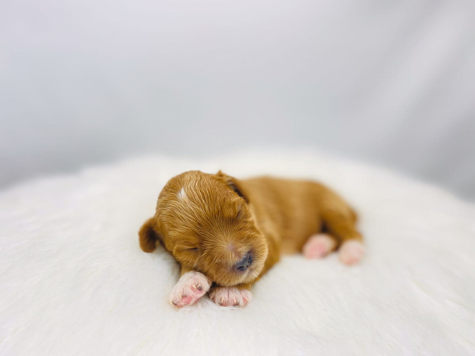 I am just a tiny baby and would love to join your family soon! Of course, you can’t see how cute and curly I will be when I get older, so the Dog Club will send updated photos when I am about 6 to 7 weeks old, if you choose to adopt me. Infant puppy deposits are refundable or transferrable.
