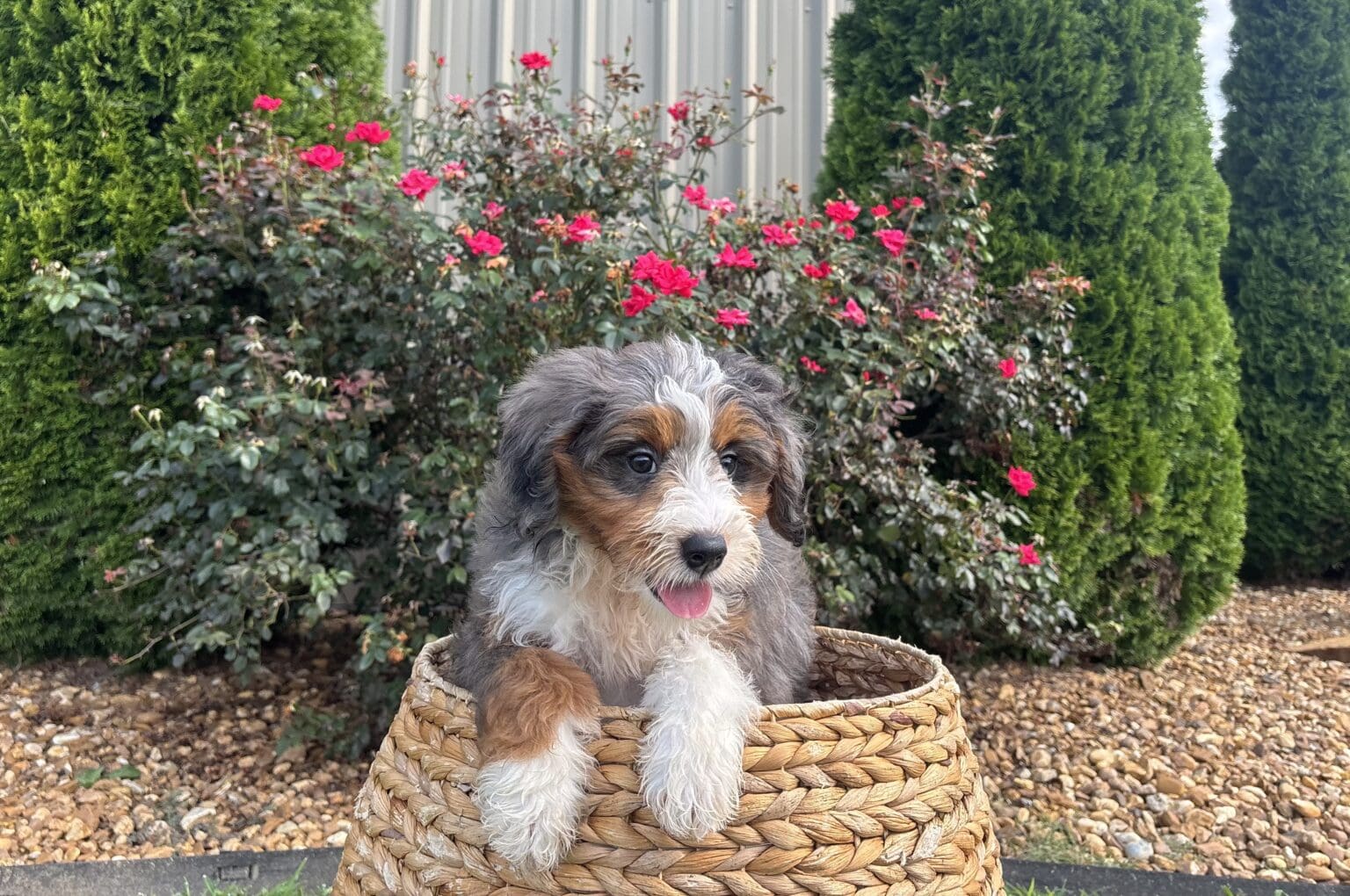 I am just a tiny baby and would love to join your family soon! Of course, you can’t see how cute and curly I will be when I get older, so the Dog Club will send updated photos when I am about 6 to 7 weeks old, if you choose to adopt me. Infant puppy deposits are refundable or transferrable.