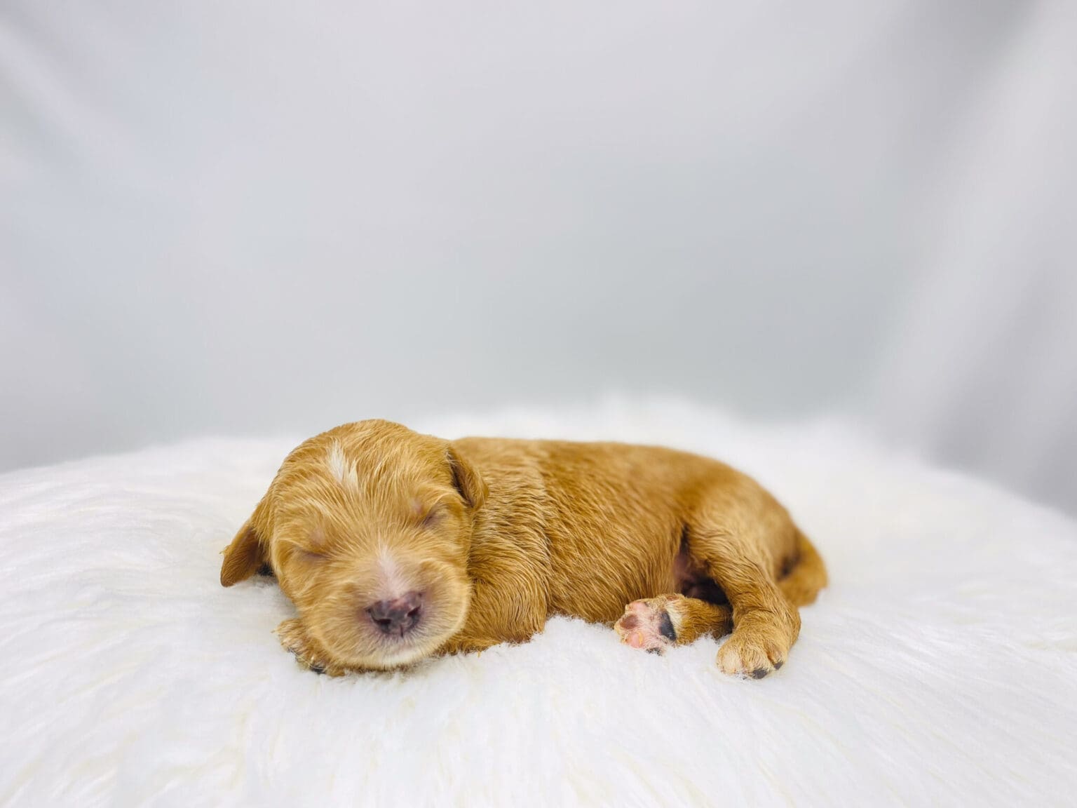I am just a tiny baby and would love to join your family soon! Of course, you can’t see how cute and curly I will be when I get older, so the Dog Club will send updated photos when I am about 6 to 7 weeks old, if you choose to adopt me. Infant puppy deposits are refundable or transferrable.