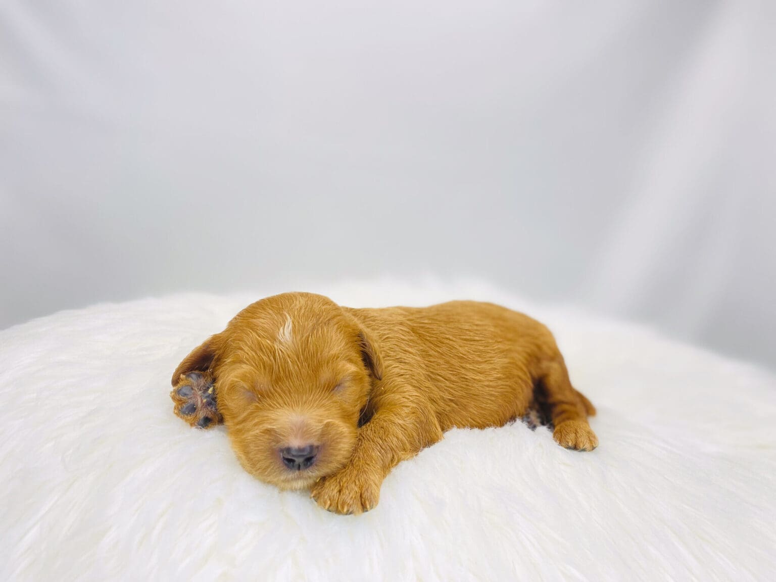 I am just a tiny baby and would love to join your family soon! Of course, you can’t see how cute and curly I will be when I get older, so the Dog Club will send updated photos when I am about 6 to 7 weeks old, if you choose to adopt me. Infant puppy deposits are refundable or transferrable.