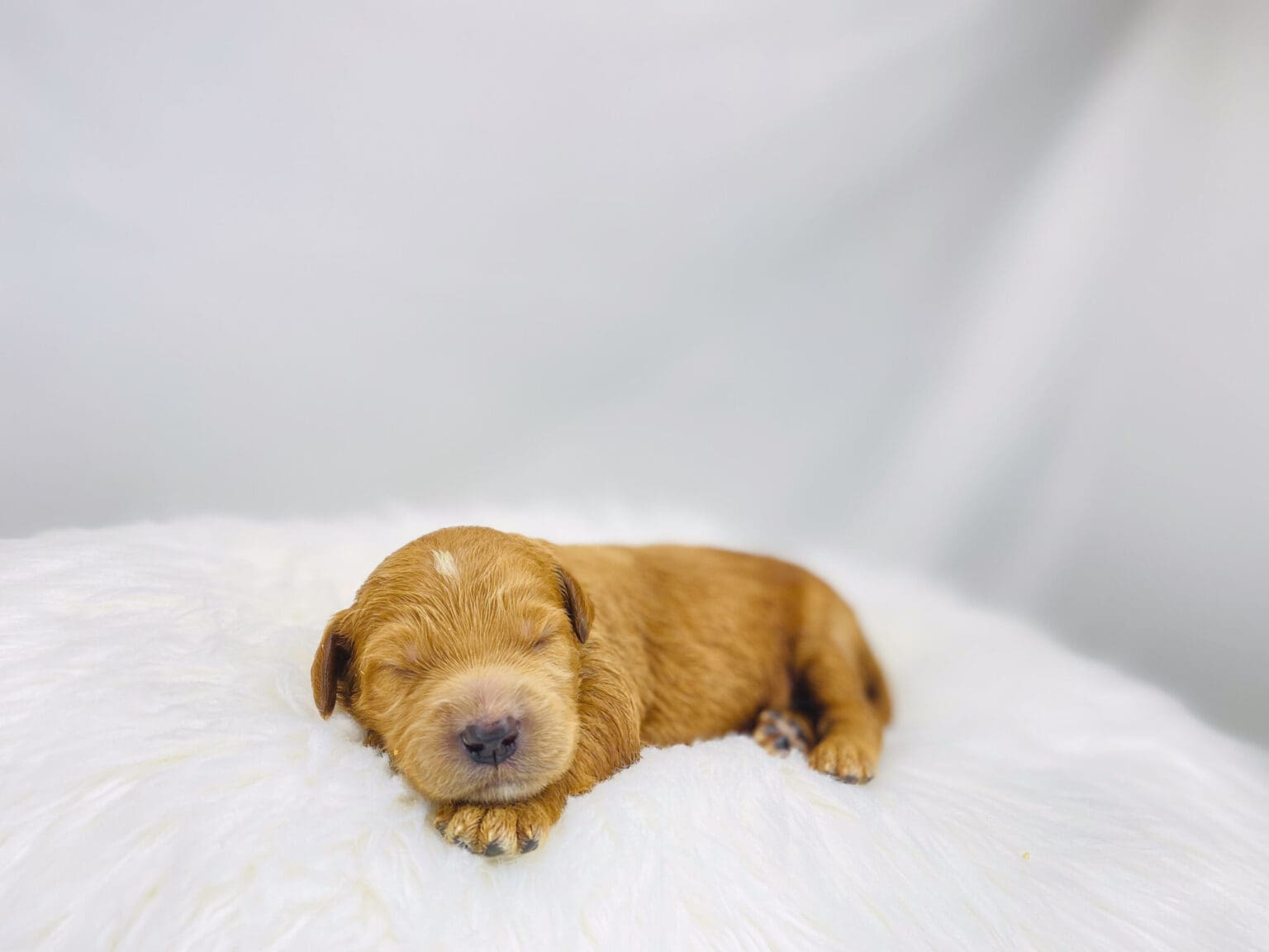 I am just a tiny baby and would love to join your family soon! Of course, you can’t see how cute and curly I will be when I get older, so the Dog Club will send updated photos when I am about 6 to 7 weeks old, if you choose to adopt me. Infant puppy deposits are refundable or transferrable.