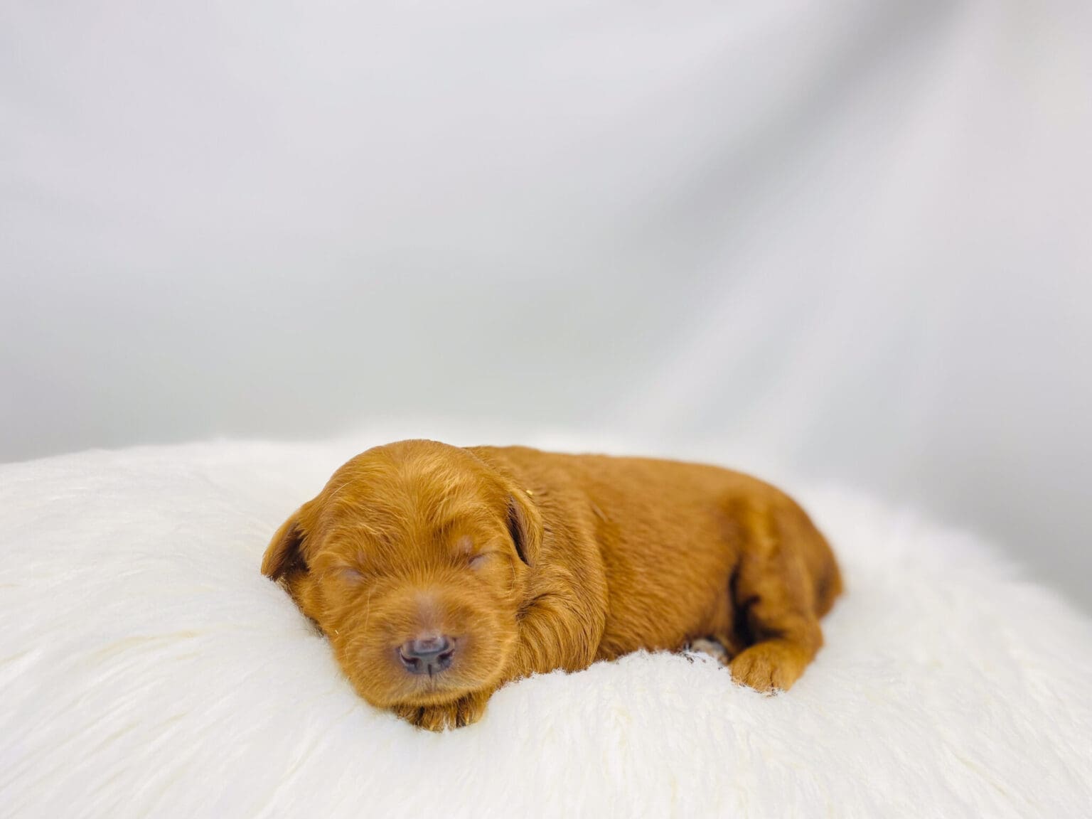 I am just a tiny baby and would love to join your family soon! Of course, you can’t see how cute and curly I will be when I get older, so the Dog Club will send updated photos when I am about 6 to 7 weeks old, if you choose to adopt me. Infant puppy deposits are refundable or transferrable.