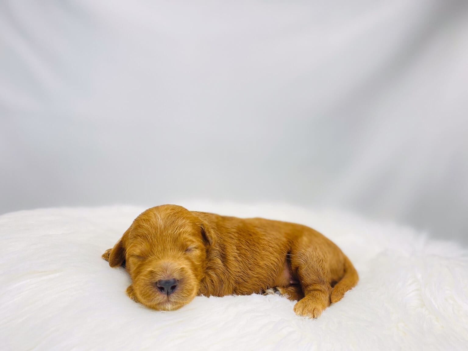 I am just a tiny baby and would love to join your family soon! Of course, you can’t see how cute and curly I will be when I get older, so the Dog Club will send updated photos when I am about 6 to 7 weeks old, if you choose to adopt me. Infant puppy deposits are refundable or transferrable.